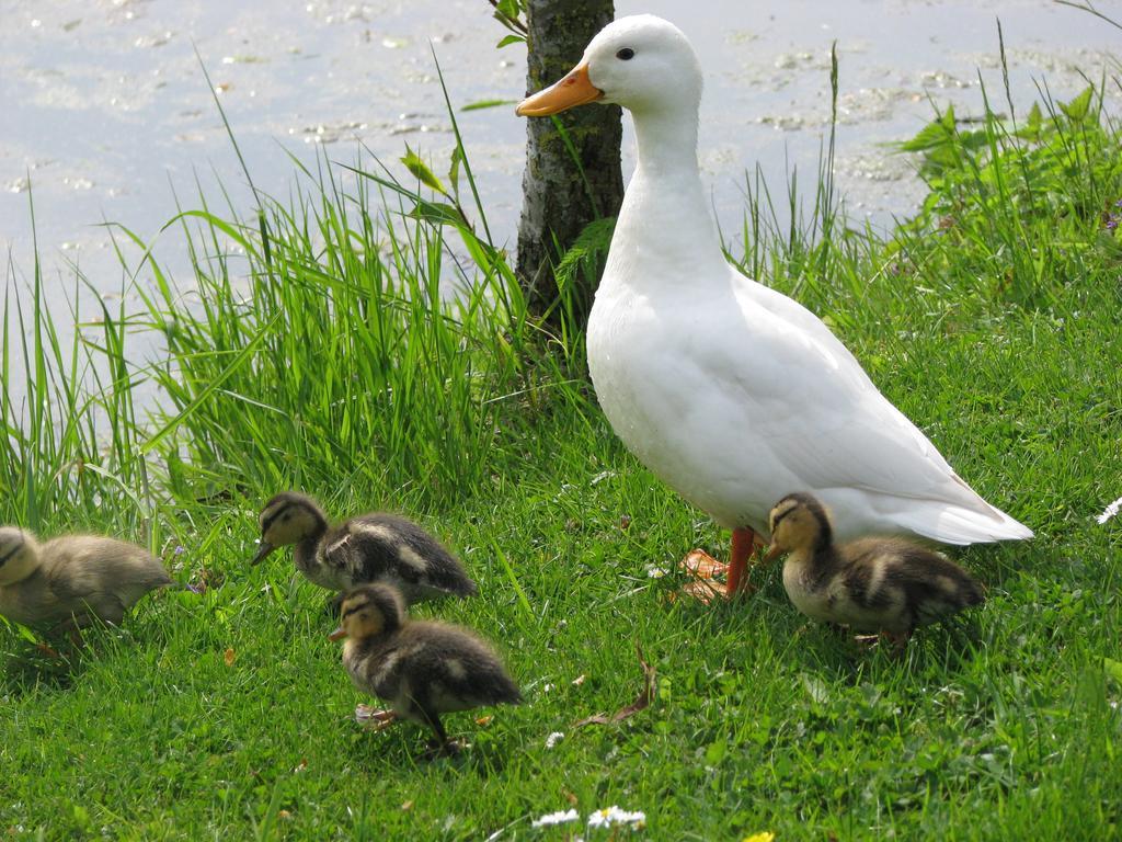Camping De Grienduil Nieuwland  Kültér fotó