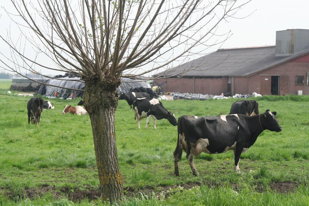 Camping De Grienduil Nieuwland  Kültér fotó